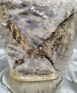 Organic Blue Oyster Mushroom Growing Kit 49 B10vqSeCdsS