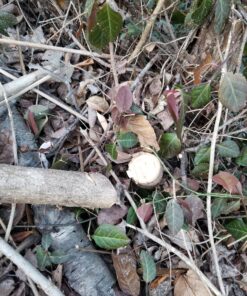 8" x 80T 8-Inch 80 Tooth Carbide Tip Circular Saw Brush Cutter Trimmer Weed Eater Blade (2 Pack) 41 B11xWOjoVsS