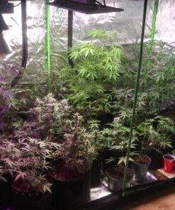 VIVOSUN S848 4x8 Grow Tent, 96"x48"x80" High Reflective Mylar with Observation Window and Floor Tray for Hydroponics Indoor Plant for VS4000/VSF4300 Black 96"x48"x80" 45 B12D6NMAKPS