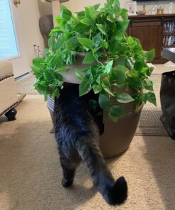 Good Pet Stuff, The Original Hidden Litter Box, Artificial Plants & Enclosed Cat Planter Litter Box, Vented & Odor Filter, Easy to Clean, Mocha Brown , 20" wide x 19 3/4" 40 B12yOi0C5aS