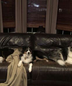 CleanAide Hair Magnet Pet Fur Removal and Lint Debris Cleanup Pick it up Mitt, Red, Pack of 2 17 B138DkGXdDS