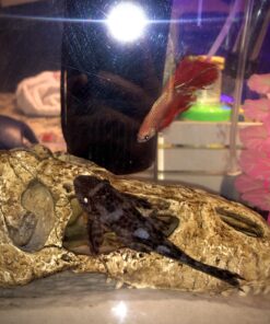 Carib Sea ACS05820 Super Natural Moonlight Sand for Aquarium, 5-Pound 5 lb 22 B13ahlApvhS