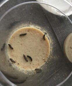 10 Live Caterpillars Shipped Now: Butterfly Kit Refill 45 B156WJjgUS