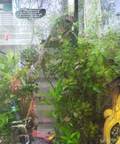 SunSun JUP-01 9W UV Sterilizer Submersible Filter Pump 62 B15OTXFOAmS