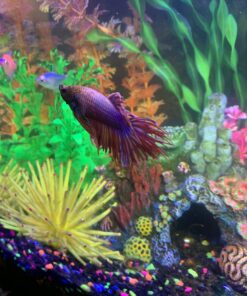 Exotic Environments Caribbean Living Reef Aquarium Ornament, Small , 7-1/2-Inch by 5-1/2-Inch by 5-1/2-Inch Small, 7.5" X 5.5" X 5.5" 9 B15QPfLwN7S