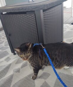 PetSafe Come With Me Kitty Harness and Bungee Leash, Harness for Cats, Large, Royal Blue/Navy 30 B15xfG05zPS