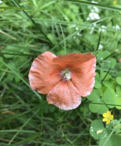 Bee Friendly Wildflower Seed Mix - Bulk 1 Ounce Packet - Over 7,500 Open Pollinated Seeds - Save The Bees! 1 Ounce Pouch 47 B16r A9wKrS