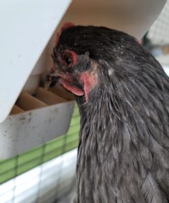 Royal Rooster Automatic Chicken Feeder with Gravity Feed Dispenser - 7lb Feeder for Chickens, Chicks & Mixed Poultry - Hanging Chicken Poultry Feeder - Auto PVC Chicken Poultry Feeder with Rain Cover 41 B17DE9CuXS 1