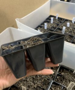 9GreenBox - Seedling Starter Trays, 144 Cells: (24 Trays; 6-Cells Per Tray), Plus 5 Plant Labels 27 B18XeuGdpfS