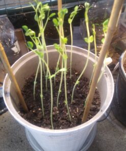 Pea Seed, Sugar Daddy Snap Pea, Heirloom, Non GMO, 20 Seeds, Perfect Peas, Country Creek Acres 25 B19dyYzFHS