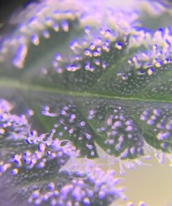 Beileshi 60x Zoom Microscope Magnifier LED + Uv Light Clip-on Micro Lens for Universal Mobile Phones Universal Clamp for iPhone 7s Plus/7s/7/7plus/ 6 6s 6Plus/ 5 Samsun/HTC 36 B19up1EjADS