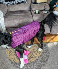 Kurgo Loft Dog Jacket, Reversible Dog Coat, Wear with Harness or Sweater, Water Resistant, Reflective, Winter Coat For Medium Dogs (Deep Violet, M) Deep Violet/Charcoal 36 B1A3hDWyu4S