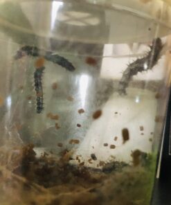 Insect Lore Live Ladybug Growing Kit Toy -unisex-children Original Ladybug Land 35 B1Ag zL8VS