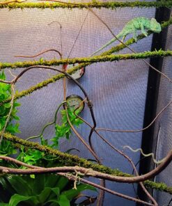 Galápagos (05320) Mossy Terrarium Sticks 18" (Pack of 6) 18" Green 16 B1AqVCO9YAS