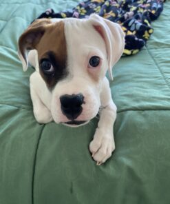 KONG - Puppy Teething Stick - Teeth Cleaning Dog Chew Toy (Assorted Colors) - for Small Puppies Standard Packaging 32 B1BJjKDw8SS