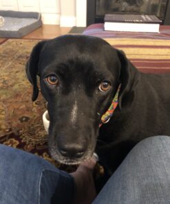 Old Mother Hubbard by Wellness Classic P-Nuttier Natural Dog Treats, Crunchy Oven-Baked Biscuits, Ideal for Training, Mini Size, 20 ounce bag Mini Biscuits Peanut Butter 1.25 Pound (Pack of 1) 37 B1BPSevmY1S