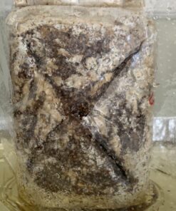 Organic Blue Oyster Mushroom Growing Kit 50 B1Cn4u68yGS