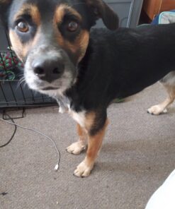 Nylabone Natural Nubz Edible Dog Chews, 22 Count 22 Pack Large - 30+ lbs. 18 B1DeILPZqaS