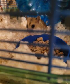 F.M. Brown's Tropical Carnival Natural Select Seeds Treat - Fiber, Antioxidants, and Essential Minerals for Hamsters, Gerbils, Rats, and Mice - 3.5 oz 14 B1DeXWUslIS