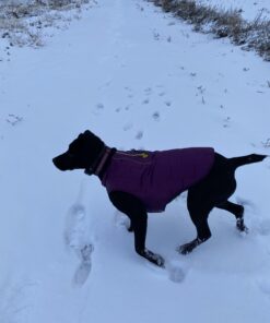 Kurgo Loft Dog Jacket, Reversible Dog Coat, Wear with Harness or Sweater, Water Resistant, Reflective, Winter Coat For Medium Dogs (Deep Violet, M) Deep Violet/Charcoal 56 B1DlIPFdiqS