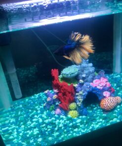 Tetra BettaSafe, aquarium Water Conditioner For Bettas, 1.69-Ounce, 50-Ml, Golds & Yellows, Model:16837 31 B1DsZ0zX6GS