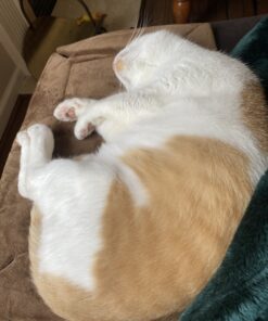 K&H Pet Products Self-Warming Crate Pad, Warming Dog Crate Bed, Machine Washable Dog Crate Mat, Mocha X-Small 14 x 22 Inches 22.0"L x 14.0"W x 1.0"Th 51 B1EChEiVd7S