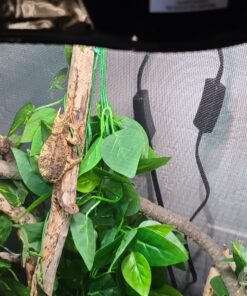 Zoo Med ReptiBreeze Open Air Screen Cage, Extra Large, 24 x 24 x 48-Inches 56 B1FawKCve4S