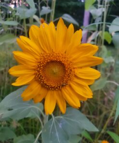 BIG PACK - (1,000+) SUNFLOWER Sunny Sun Flower CRAZY MIX flower Seeds - Non-GMO 35 B1FmKnLugHS