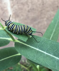 Sow Right Seeds - Milkweed Variety Seed Collection - Includes Butterfly, Common, and Showy Milkweed - Attract Monarchs and Other Butterflies to Your Garden - Non-GMO Heirloom Seeds 21 B1FnHI1SVvS