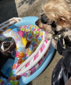 INTEX 57149EP Candy Zone Inflatable Swim Play Center: with Splash Pool and Waterslide – 116" x 75" x 51" 35 B1GH0pxFXS