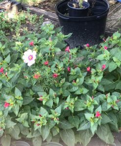 Hummingbird Nectar Wildflower Seeds Bulk Open-Pollinated Wildflower Seed Mix Packet, Non-GMO, No Fillers, Annual, Perennial Wildflower Seeds Year Round Planting - 1 oz 97 B1GOJXVcCRS