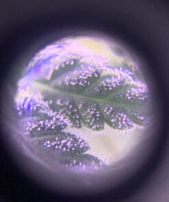 Beileshi 60x Zoom Microscope Magnifier LED + Uv Light Clip-on Micro Lens for Universal Mobile Phones Universal Clamp for iPhone 7s Plus/7s/7/7plus/ 6 6s 6Plus/ 5 Samsun/HTC 37 B1I7nbfeeS