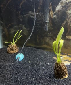 Aponogeton Ulvaceus Bulb - Aquarium Plant for Aquariums with temperatures Under 72F 40 B1J y7oPI5S