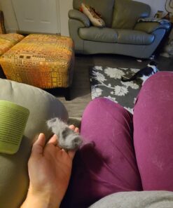 Coastal Pet Safari - Cat Self-Cleaning Slicker Brush - Cat Grooming Supplies Pack of 1 39 B1J3gloBMHS