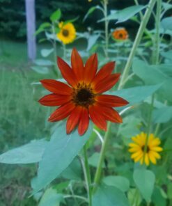 BIG PACK - (1,000+) SUNFLOWER Sunny Sun Flower CRAZY MIX flower Seeds - Non-GMO 36 B1KDYzhSXS