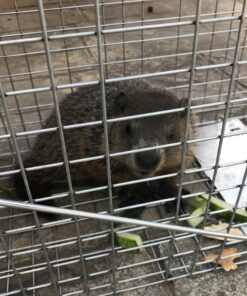 Havahart 1079SR Large 1-Door Humane Catch and Release Live Animal Trap for Raccoons, Cats, Bobcats, Beavers, Small Dogs, Groundhogs, Opossums, Foxes, Armadillos, and Similar-Sized Animals 48 B1KpX8 BFoS