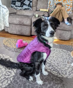 Kurgo Loft Dog Jacket, Reversible Dog Coat, Wear with Harness or Sweater, Water Resistant, Reflective, Winter Coat For Medium Dogs (Deep Violet, M) Deep Violet/Charcoal 38 B1L3XemJa3S