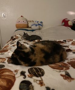 Natural Balance Original Ultra Chicken Meal & Salmon Meal Cat Food Whole Body Health Dry Food for Kittens to Adult Cats 15-lb. Bag Chicken Meal & Salmon Meal Formula 15 Pound (Pack of 1) 25 B1LYFU9DZzS