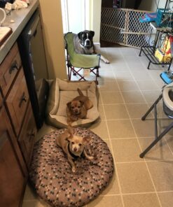 Purina Pro Plan High Protein Dog Food With Probiotics for Dogs, Shredded Blend Chicken & Rice Formula - 35 lb. Bag 35.00 Pound (Pack of 1) 31 B1LurhOZtCS 1