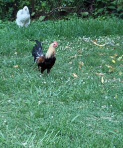 Rooster Booster Poultry Cell, 16-Ounce (038-50401) 16 ounce 21 B1N6TC9pyS