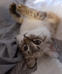 Coastal Pet - Safari - Cat Flea Combs - Grooming Supplies 25 B1OKc8m0j9S