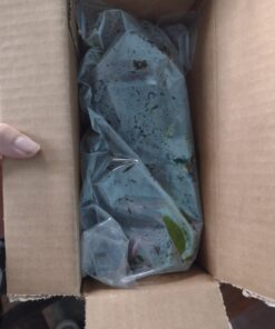 6 Plant Species Live Aquatic Plants Package - Microsorum Java Fern, Amazon, Moneywort and More! 44 B1OMCxaEf0S