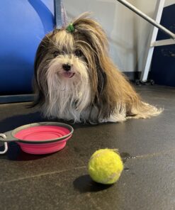 Goody Kids Ouchless Tiny Terry Ponytailers , Assorted Colors - Pain-Free Hair Accessories for Women, Girls, Babies and Teens - Perfect for Long Lasting Braids, Ponytails and More, 42 Count (Pack of 1) 32 B1OhC2Kl5S