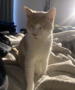 Dr. Elsey's Premium Clumping Cat Litter - Cat Attract - 99% Dust-Free, Low Tracking, Hard Clumping, Superior Odor Control, Natural Herbal Attractant, Unscented & Natural Ingredients, 40 lb 40 Lb / 18.14 Kg 39 B1Or8PkKVzS