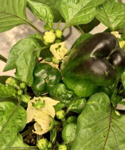 FoxFarm Ocean Forest Potting Soil, 1.5 cu ft, brown/a (FX14000) 29 B1PSh6 CMgS