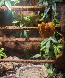 Croci Zoo Med Reptile Fogger Terrarium Humidifier,Black 24 B1PYVDjvVHS