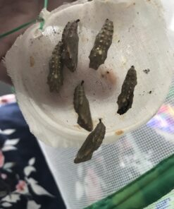 10 Live Caterpillars Shipped Now: Butterfly Kit Refill 46 B1PwxkHaSS