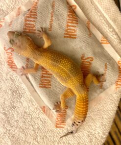 HotHands Body & Hand Super Warmers - Long Lasting Safe Natural Odorless Air Activated Warmers - Up to 18 Hours of Heat - 40 Individual Warmers 57 B1RlDEXnBSS