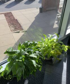 Espoma Organic Potting Soil Mix - All Natural Potting Mix For All Indoor & Outdoor Containers Including Herbs & Vegetables. For Organic Gardening, 8qt. bag. Pack of 1 58 B1SitvhCkkS