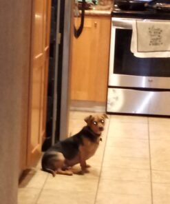 Child Safety Sliding Cabinet Locks (4 Pack) - Baby Proof Knobs, Handles, Doors - U Shape Sliding Safety Latch Lock - Jool Baby 38 B1TSlq68VOS